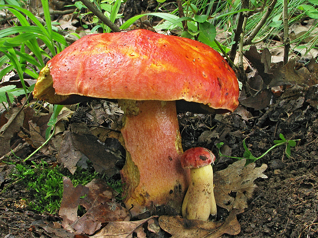 hríb Dupainov Rubroboletus dupainii (Boud.) Kuan Zhao & Zhu L. Yang