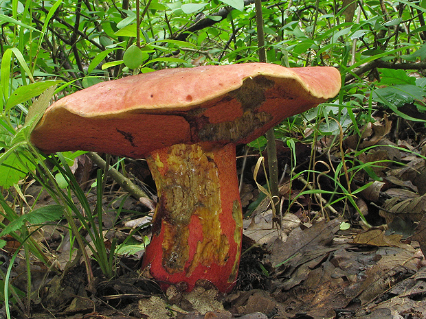 hríb Le Galovej Rubroboletus legaliae (Pilát & Dermek) Della Maggiora & Trassin.