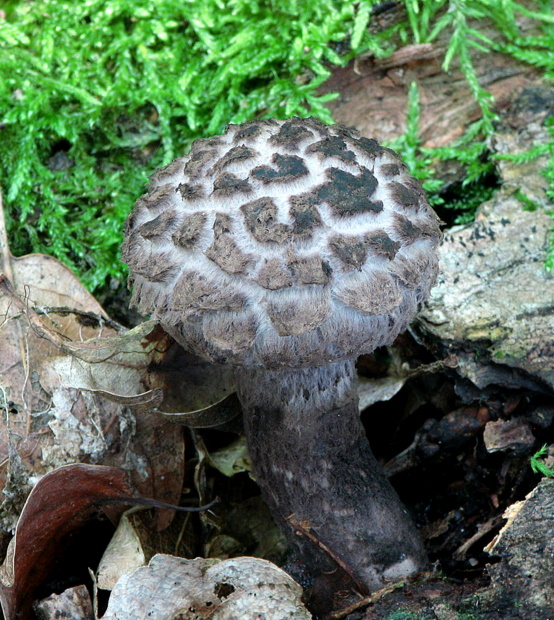 šiškovec šupinatý Strobilomyces strobilaceus (Scop.) Berk.