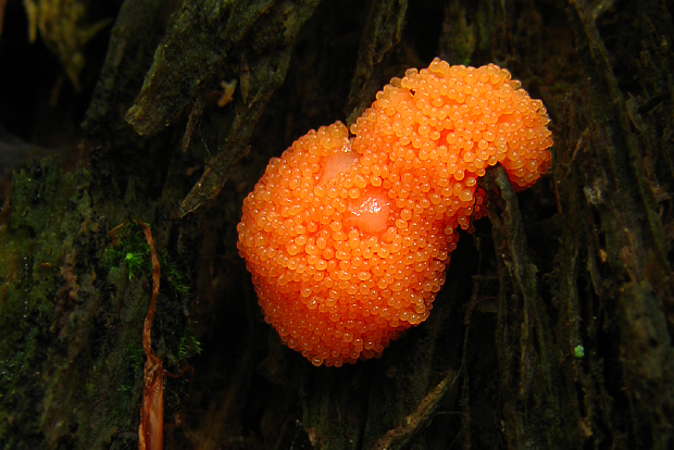 jahodník sasankovitý Tubifera ferruginosa (Batsch) J.F. Gmel.