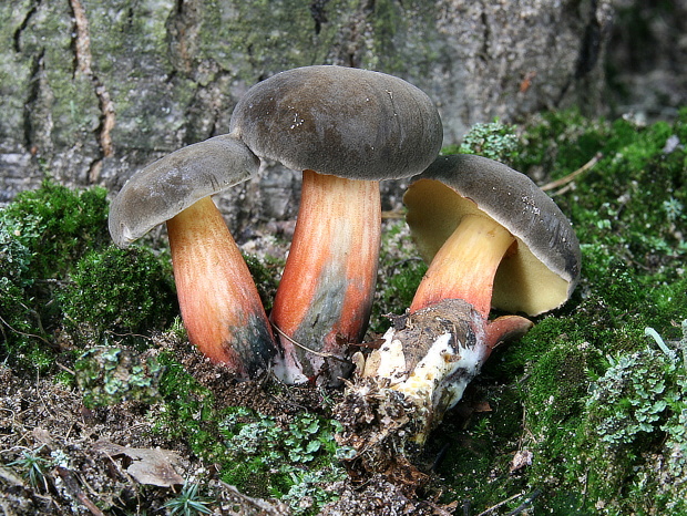 suchohríb žltomäsový Xerocomellus chrysenteron (Bull.) Šutara