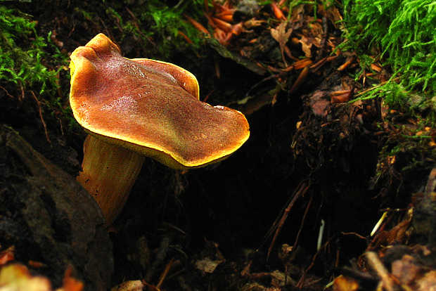 suchohríb červenohnedý Xerocomus ferrugineus (Kuntze) Singer