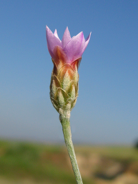 suchokvietok smradľavý Xeroloma cylindracea (Sibth. et Sm.) Holub