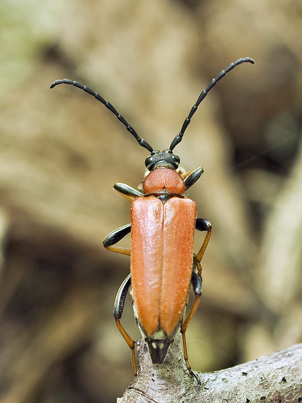 fuzáč obyčajný (Stictoleptura rubra LinnÃ©, 1758)