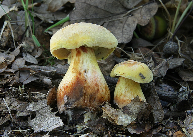 suchohríb marhuľovožltý žltavý  (Xerocomus armeniacus var. luteolus)