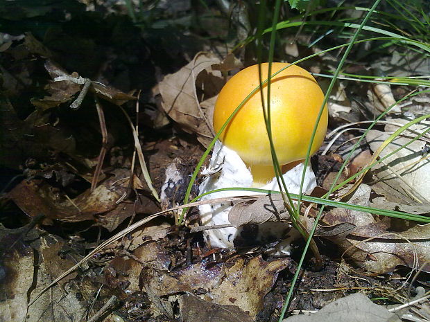 muchotrávka cisárska Amanita caesarea (Scop.) Pers.