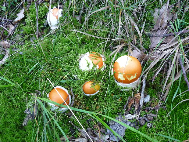 muchotrávka cisárska Amanita caesarea (Scop.) Pers.