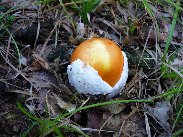 muchotrávka cisárska Amanita caesarea (Scop.) Pers.