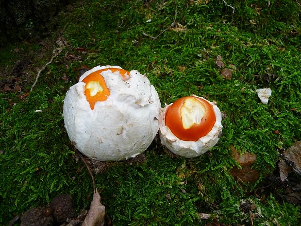 muchotrávka cisárska Amanita caesarea (Scop.) Pers.