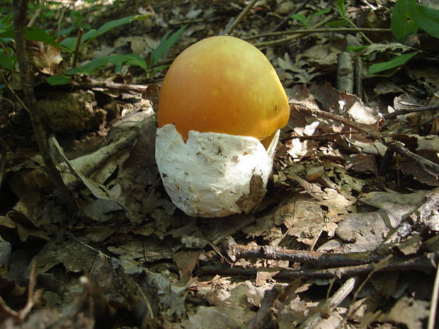 muchotrávka cisárska Amanita caesarea (Scop.) Pers.