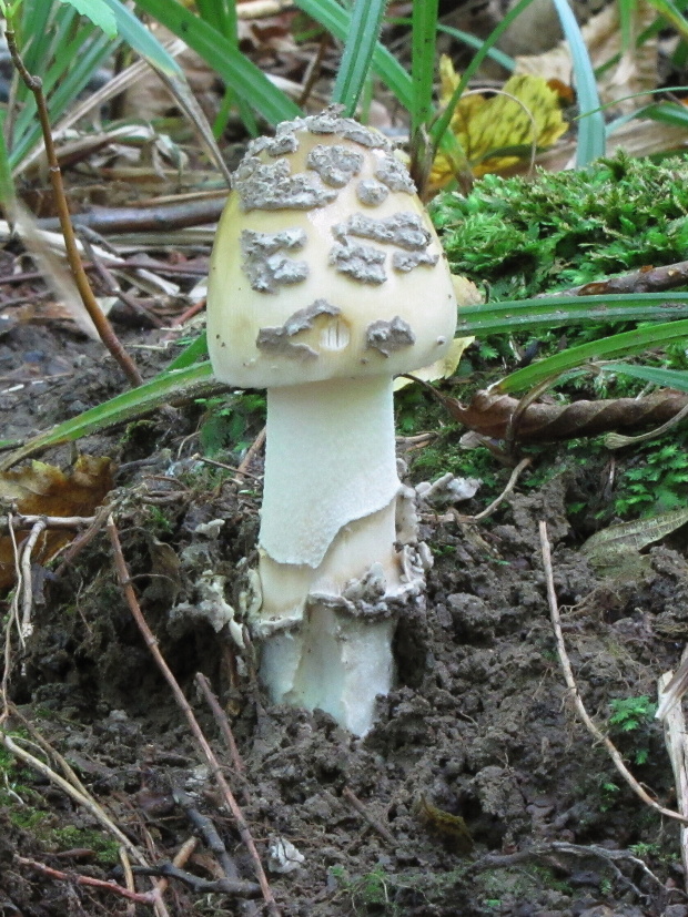 muchotrávka chrastavá Amanita ceciliae (Berk. & Broome) Bas