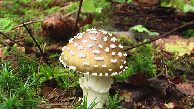 muchotrávka tigrovaná Amanita pantherina (DC.) Krombh.