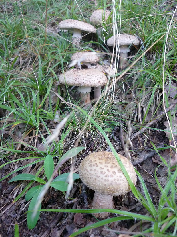 muchotrávka červenkastá Amanita rubescens Pers.