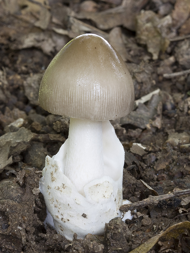 muchotrávka pošvatá Amanita vaginata (Bull.) Lam.