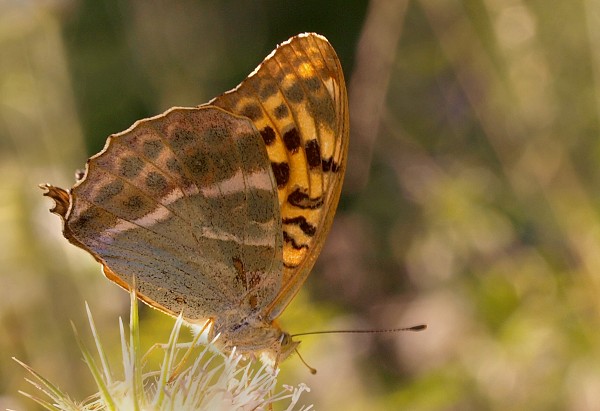 perlovec striebristopásikavý Argynnis paphia