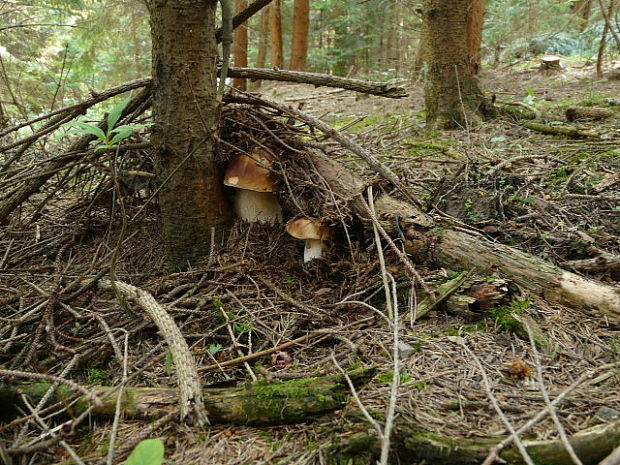 hríb smrekový Boletus edulis Bull.