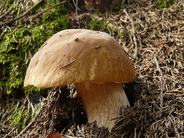 hríb smrekový Boletus edulis Bull.