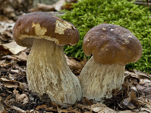 hríb smrekový Boletus edulis Bull.