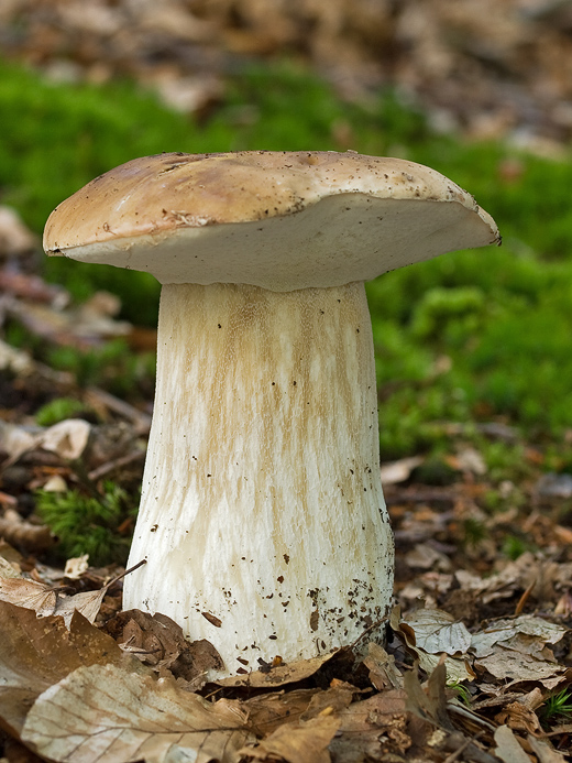 hríb smrekový Boletus edulis Bull.