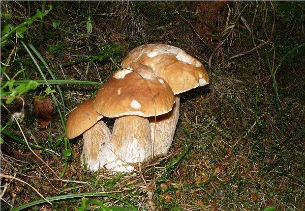 hríb smrekový Boletus edulis Bull.