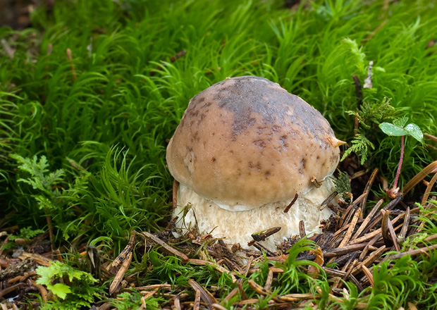 hríb smrekový Boletus edulis Bull.