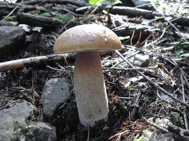 hríb smrekový Boletus edulis Bull.