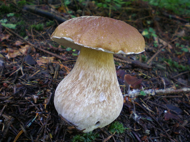 hríb smrekový Boletus edulis Bull.