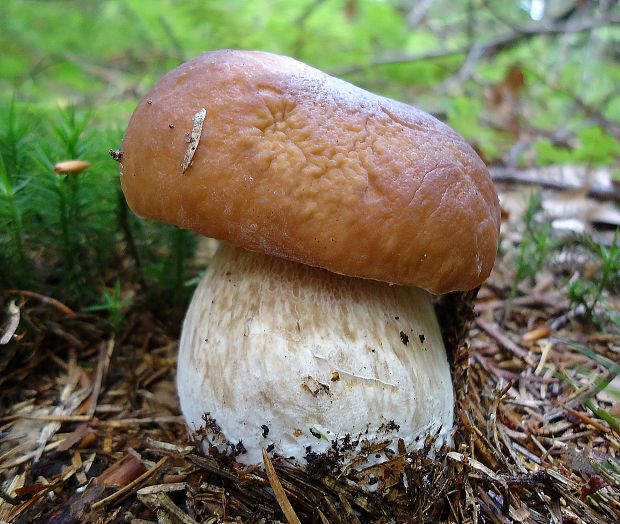 hríb smrekový Boletus edulis Bull.