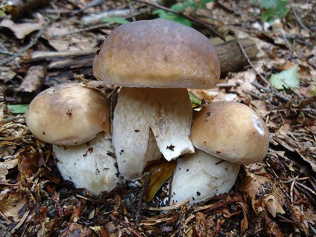 hríb smrekový Boletus edulis Bull.