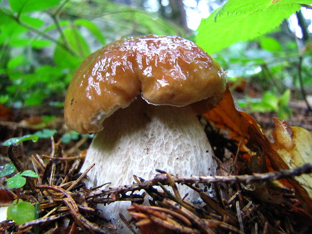 hríb smrekový Boletus edulis Bull.