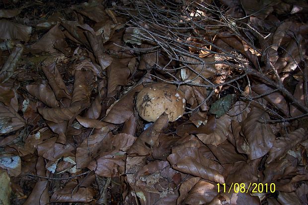 hríb smrekový Boletus edulis Bull.