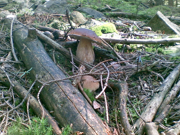 hríb smrekový Boletus edulis Bull.