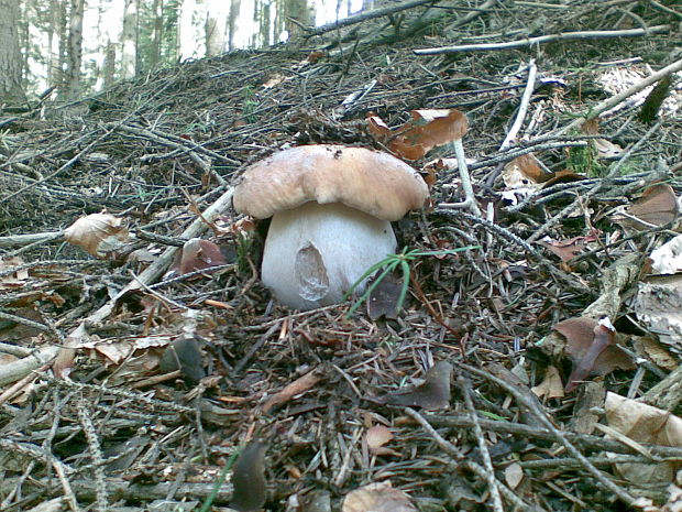 hríb smrekový Boletus edulis Bull.