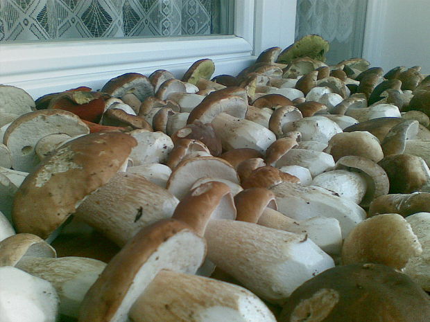 hríb smrekový Boletus edulis Bull.