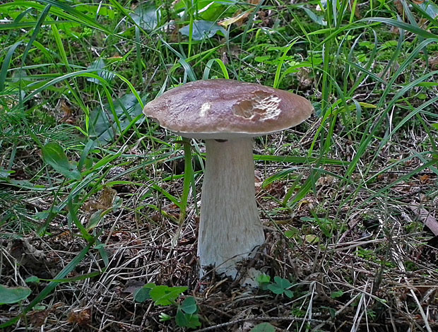 hríb smrekový Boletus edulis Bull.