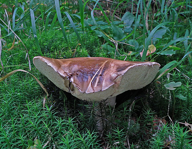 hríb smrekový Boletus edulis Bull.