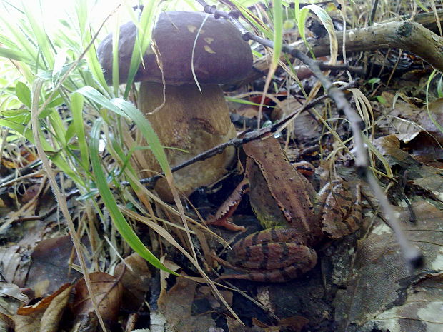 hríb dubový Boletus reticulatus Schaeff.