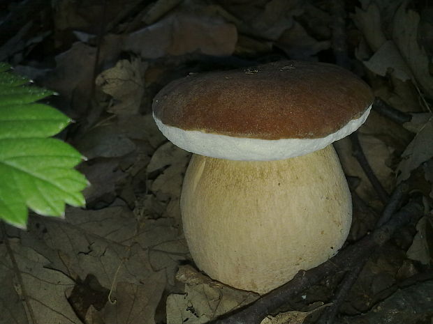 hríb dubový Boletus reticulatus Schaeff.