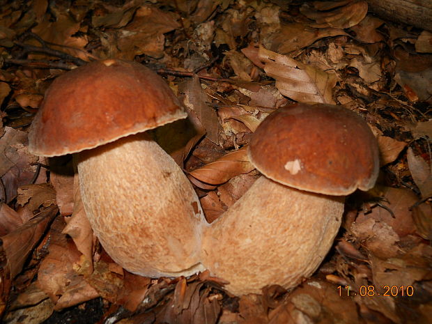 hríb dubový Boletus reticulatus Schaeff.