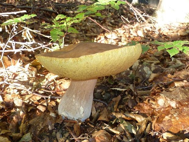 hríb dubový Boletus reticulatus Schaeff.