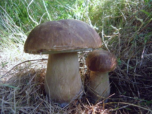 hríb dubový Boletus reticulatus Schaeff.