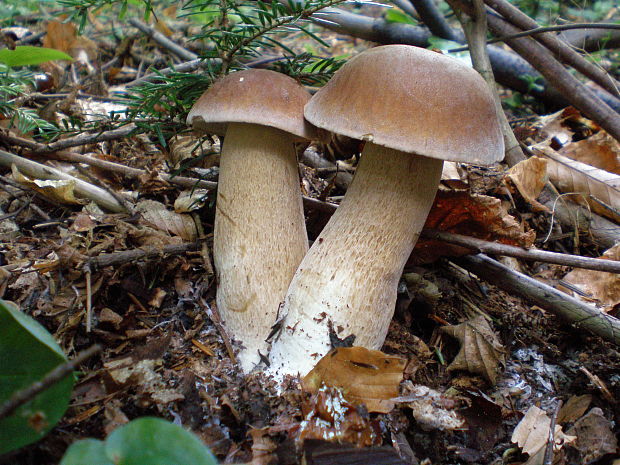 hríb dubový Boletus reticulatus Schaeff.