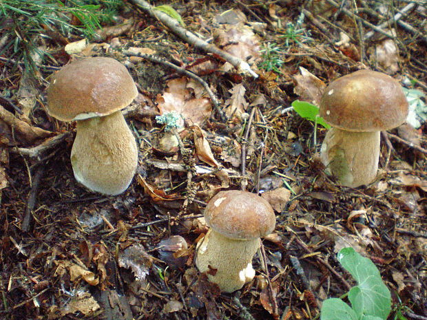 hríb dubový Boletus reticulatus Schaeff.