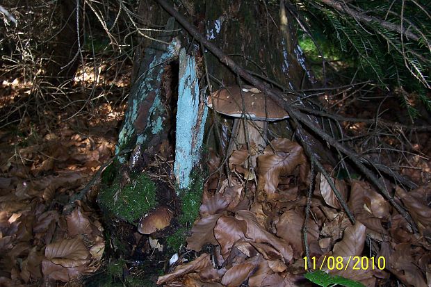 hríb dubový Boletus reticulatus Schaeff.