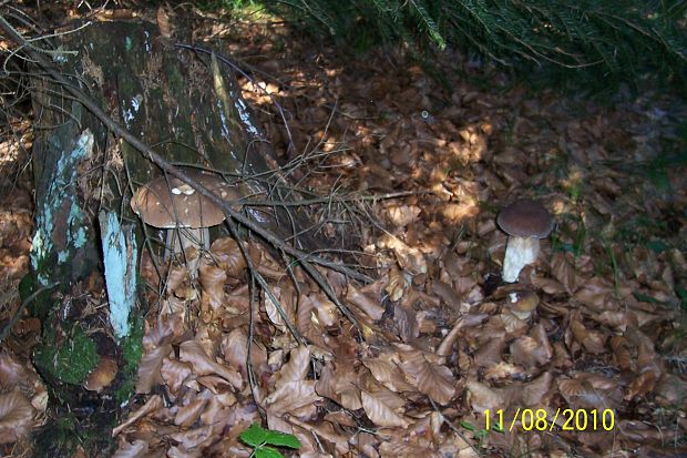 hríb dubový Boletus reticulatus Schaeff.