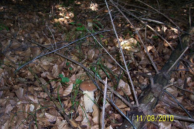 hríb dubový Boletus reticulatus Schaeff.