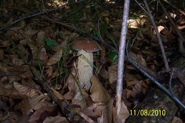 hríb dubový Boletus reticulatus Schaeff.