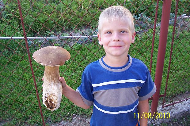 hríb dubový Boletus reticulatus Schaeff.