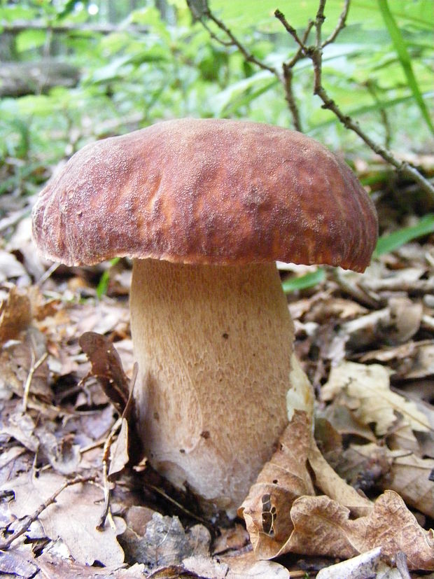 hríb dubový Boletus reticulatus Schaeff.