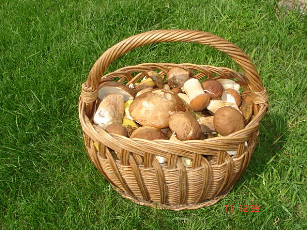 hríb dubový Boletus reticulatus Schaeff.